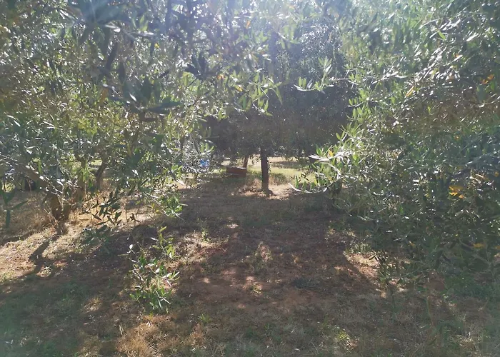 Jacuzi In The Olive Grove 캠프장 *